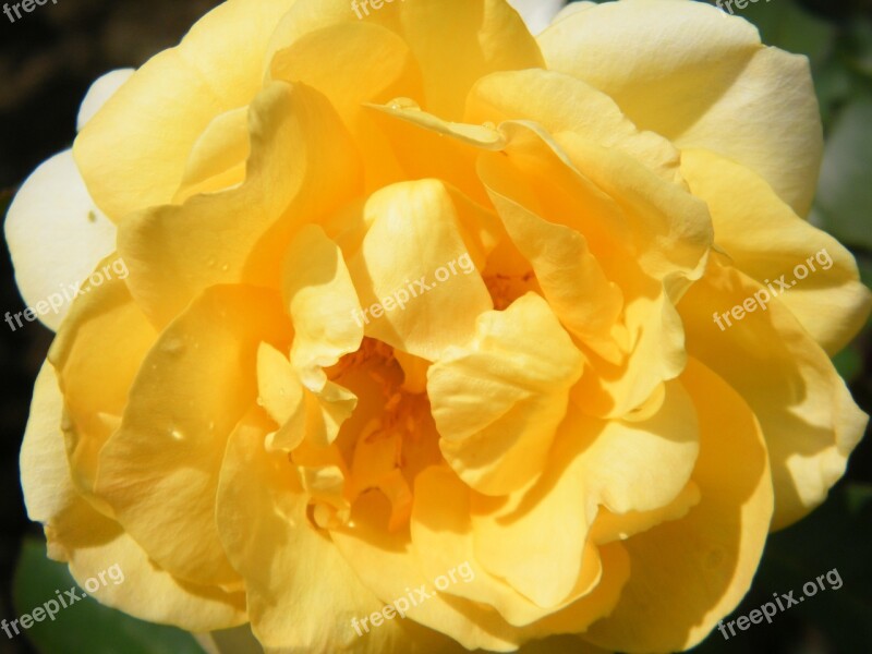 Flower Yellow Macro Petal Yellow Flower