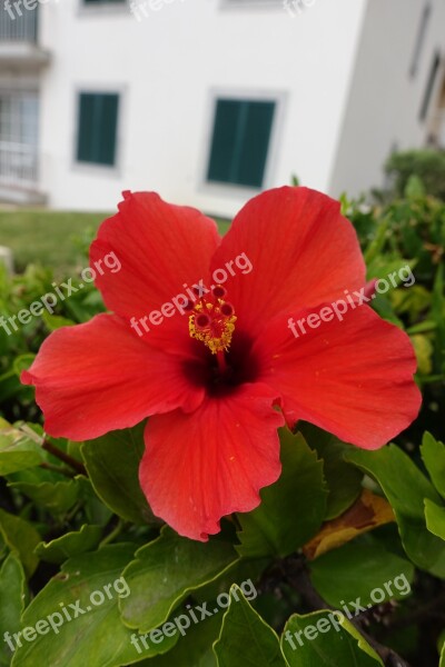 Flower Red Green Foliage Flowers