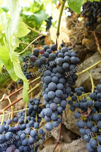 Macro Grapes Madeira Portugal Nature