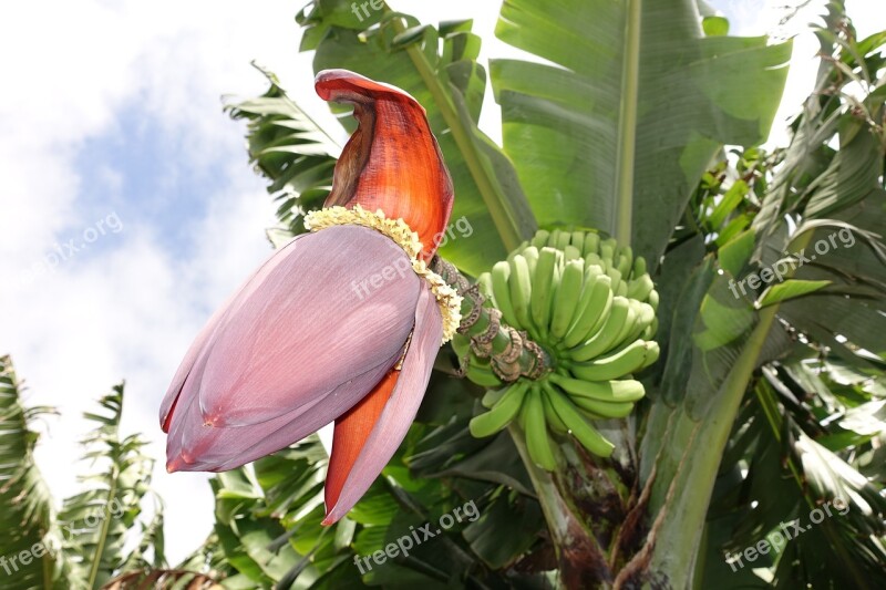 Bananas Musa Nature Macro Foliage