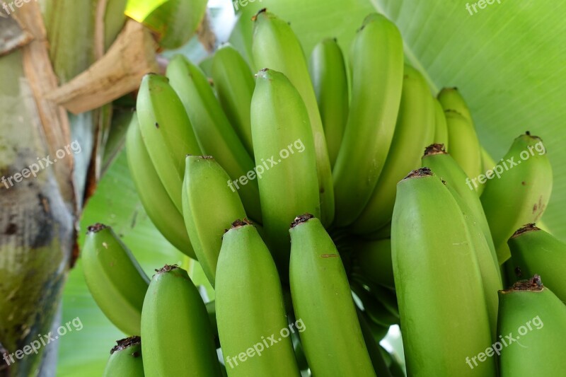 Bananas Musa Nature Green Free Photos