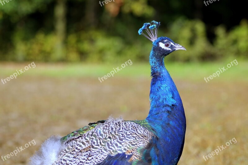 Peacock Bird Blue The Head Of The Profile