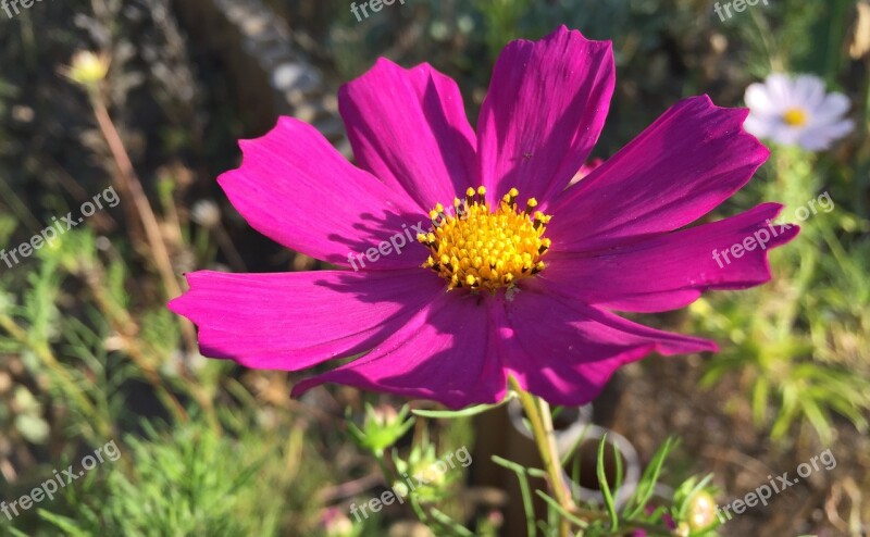 Cosmos Garden Flowers Garden Flower Pink