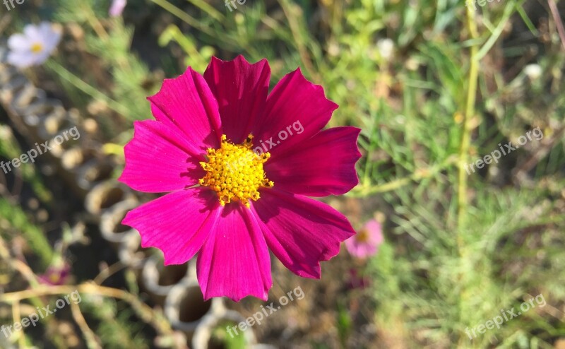 Cosmos Garden Beautiful Flower Flowers Nature