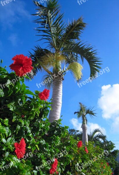 Hibiscus Flowers Red Leaf Palm Trees