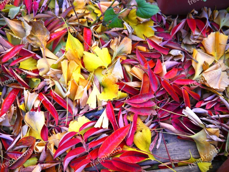 Autumnal Leaves Yellow Leaves Red Huang Gingko Tree