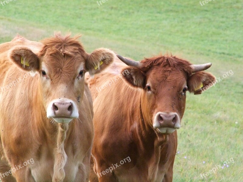 Cow Cows Pasture Brown Cows Curious