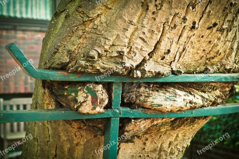 Tree Fence Nature Wood Bark