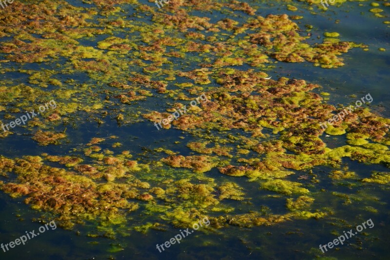 Seaweed Algae Infestation Lake Water Waters