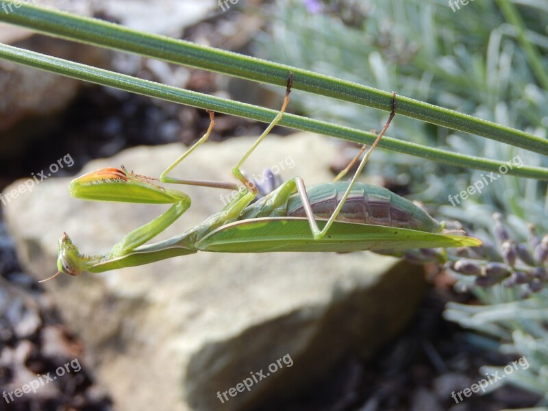 Insect Mantis Nature Mantis Religiosa Free Photos