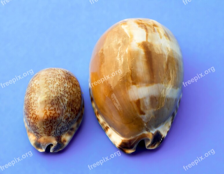 Snail Molluscum Marine Sea Shells Sea Snail