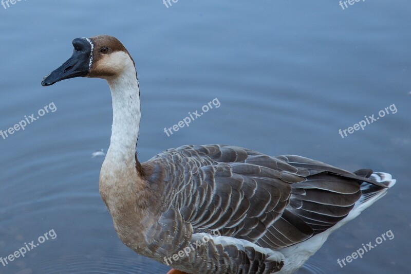 Goose Höcker Goose Water Bird Wild Goose Poultry