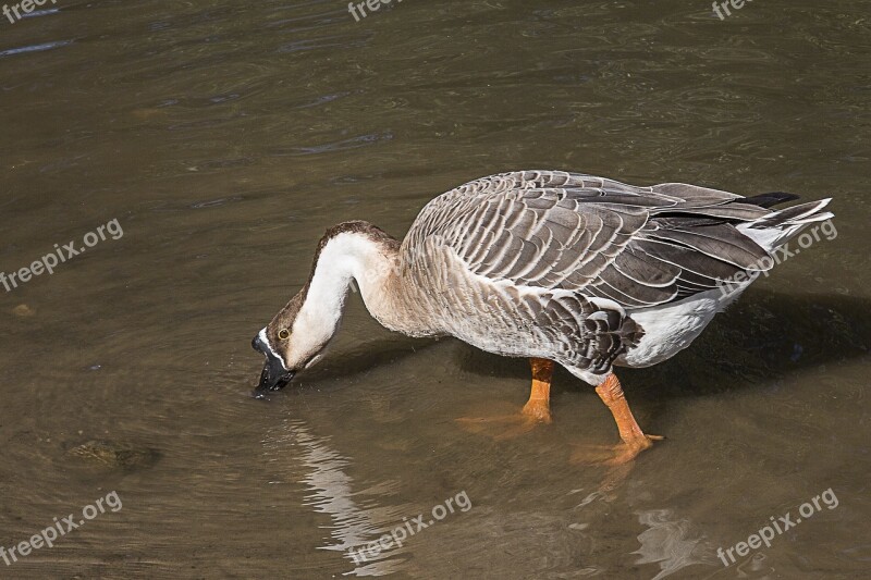 Goose Höcker Goose Water Bird Wild Goose Poultry