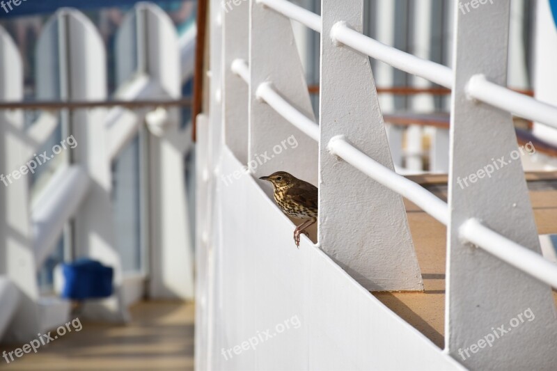 Little Bird Animal Animal World Feathers Volatile