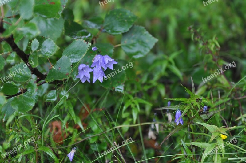 Grass Bells Nature Greens Flowers