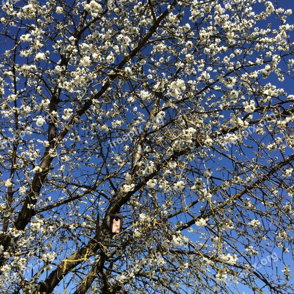 Cherry Blossom Bird Feeder Spring Cherry Blossoms Tree