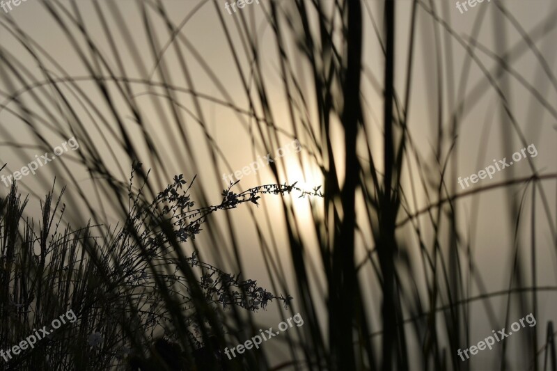 Grasses Backlighting Fog Morgenstimmung Sunrise