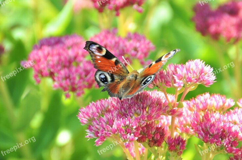 Stonecrop Peacock Butterfly Butterfly Flora Plant