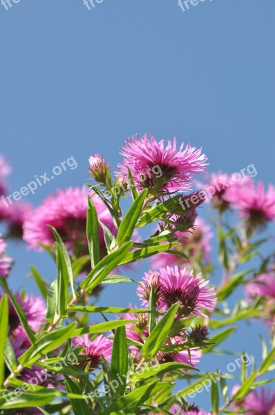 Asters Flower Botany Sky Garden