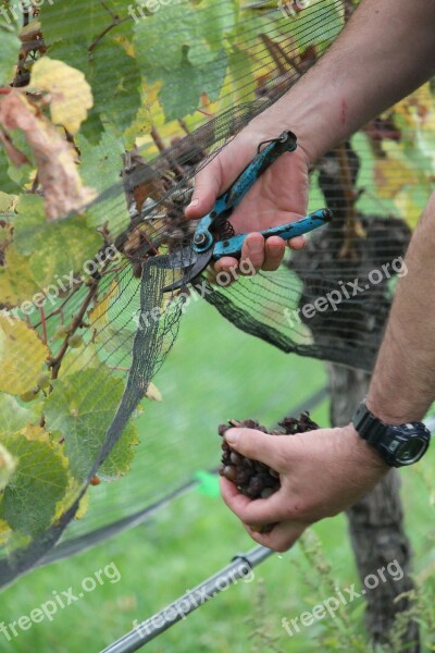 Harvest Picking Grapes Organic Vineyard