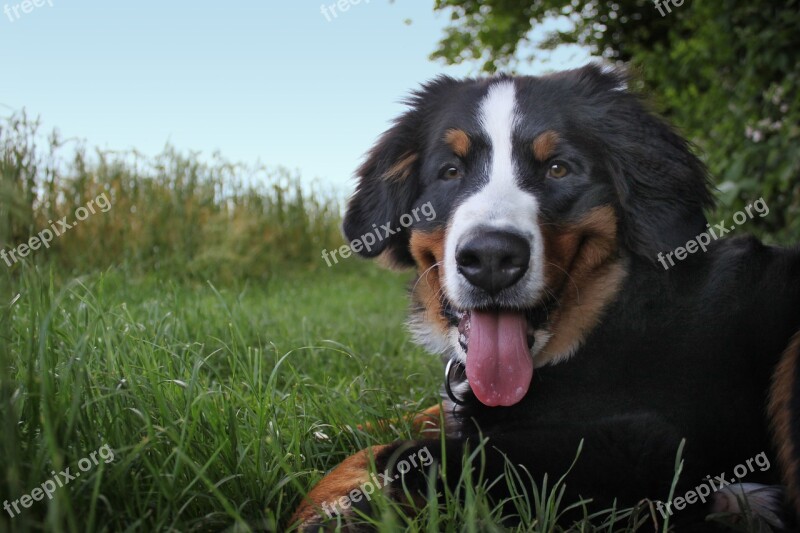 Bernese Mountain Dog Dog Mountain Dog Animal Senner Dog