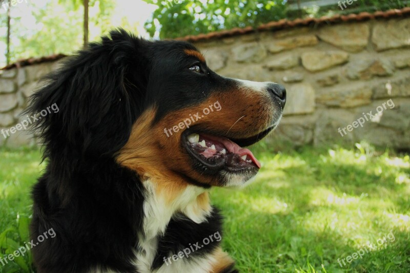 Bernese Mountain Dog Dog Large Puppy Cute