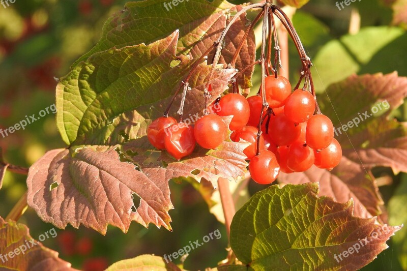 Colorful Leaves Leaves Berries Berry Red Fall Foliage