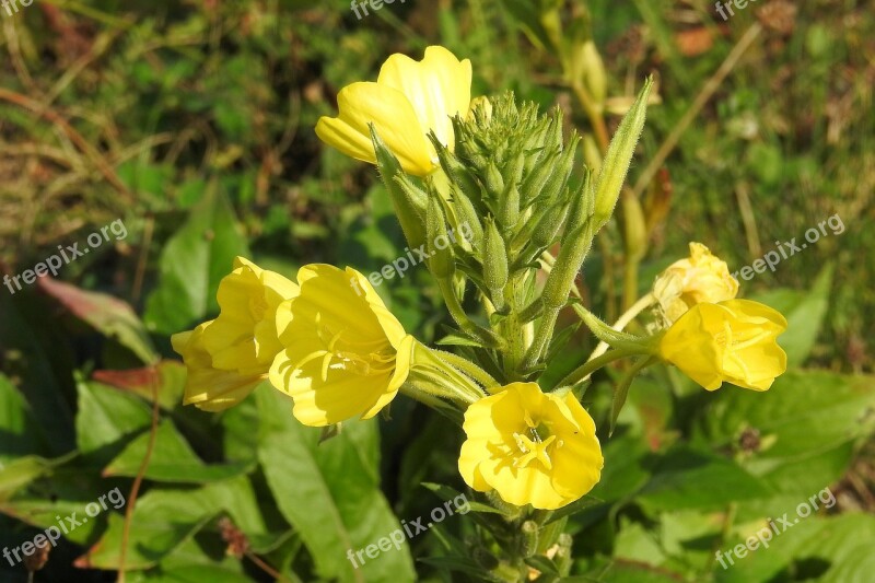 Pink Evening Primrose Flowers Yellow Primrose Lemon