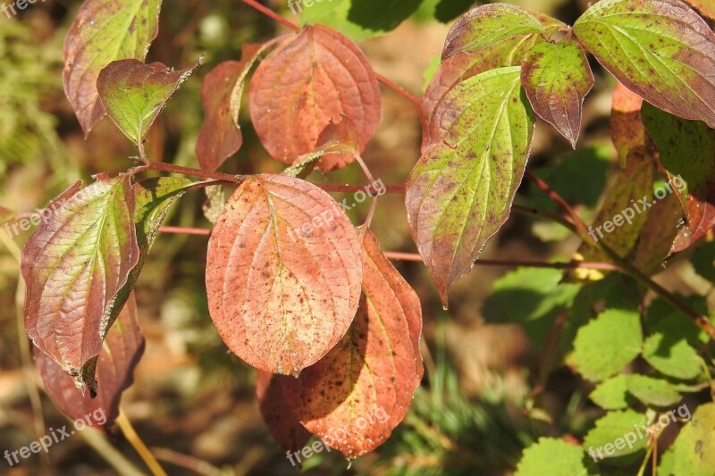 Colorful Leaves Autumn Autumn Colours Fall Foliage Colorful