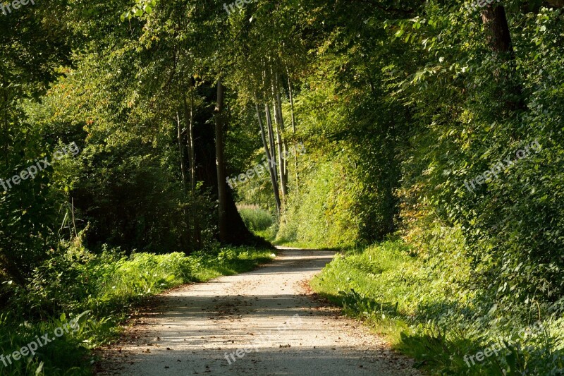 Away Forest Path Nature Trees Lane