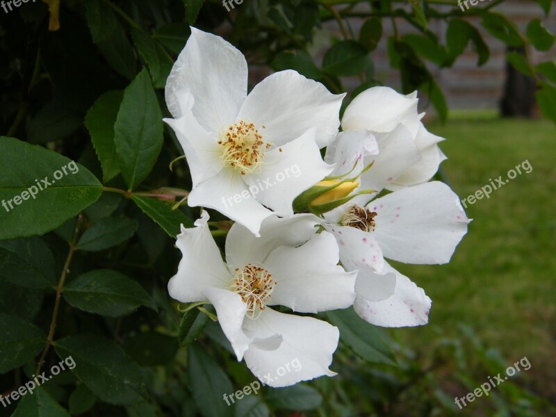 Garden White Flowers Tree Summer Flowers White