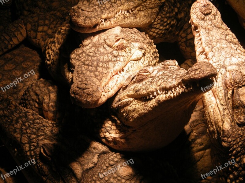 Crocodiles Dinosaur Group Free Photos