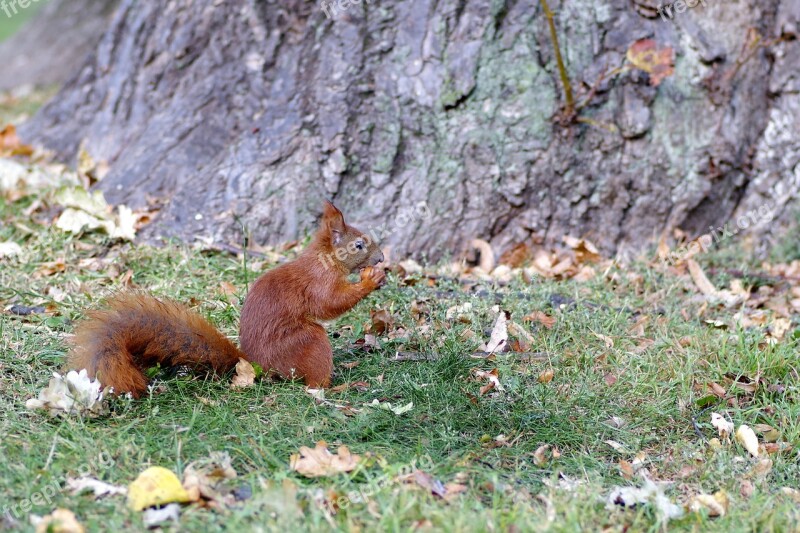 The Squirrel Animal Rodent Park Grass