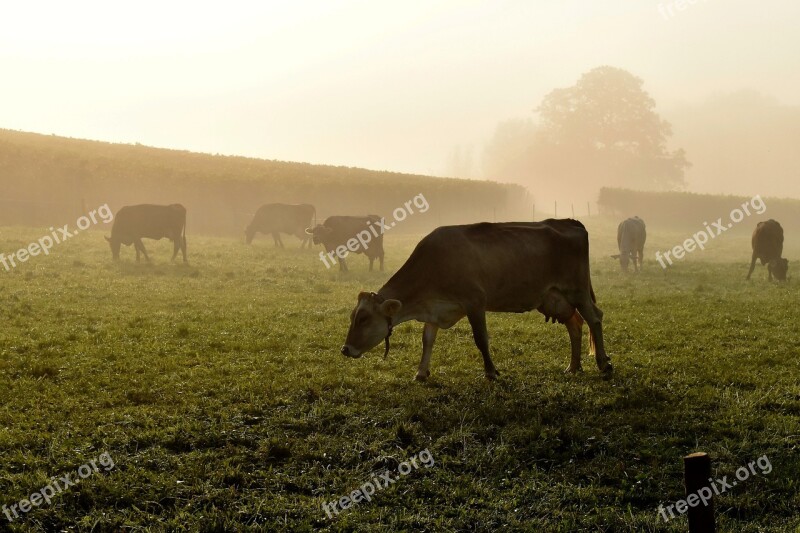 Cows Pasture Meadow Alm Graze