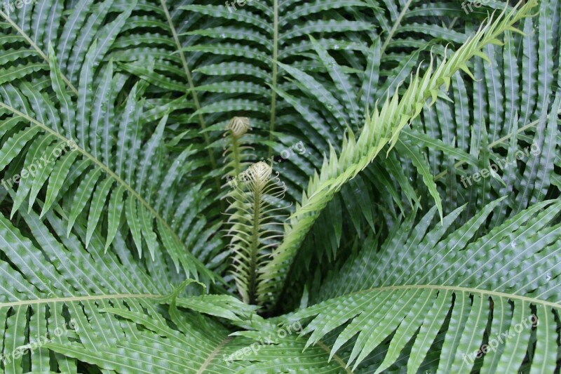 Fern Green Frond Nature Leaf