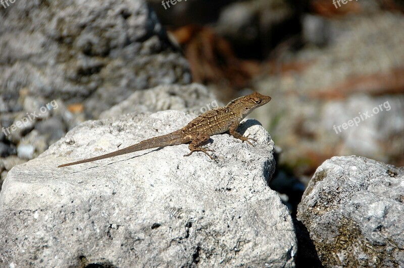 Lizard Reptile Wildlife Animal Nature