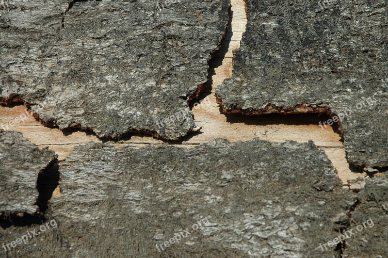 Wood Bark Grain Structure Tree Bark