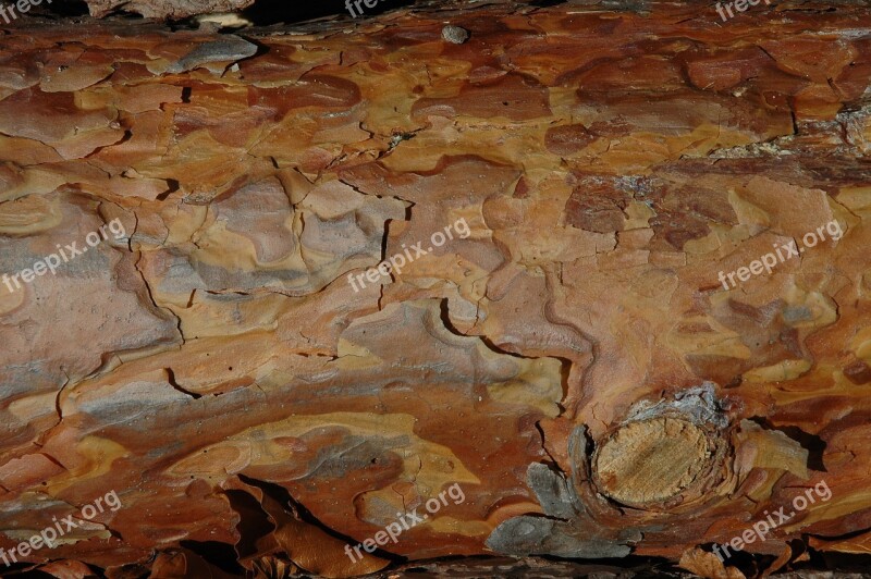 Wood Bark Grain Structure Tree Bark