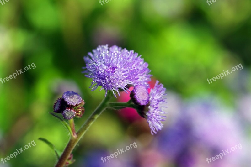 Flowers Drops Rosa Blue Violet