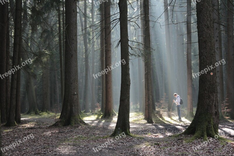 Forest Beds Man Hiking Light