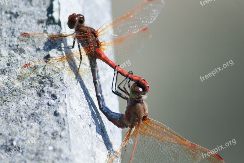 Dragonfly Mating Summer Jungnangcheon Seoul