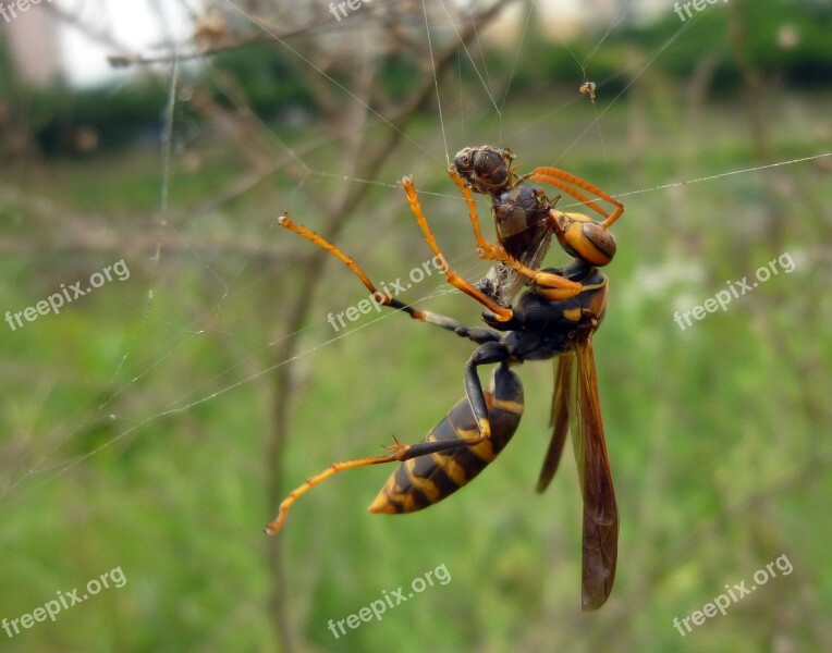 With Black Paper Wasp Insects Hunt Jungnangcheon Seoul