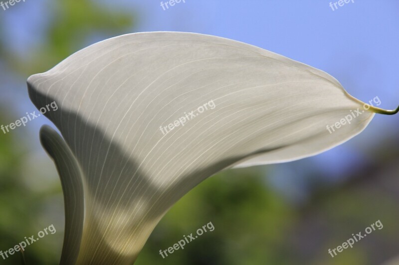 Calla Flower White Texture A Petals