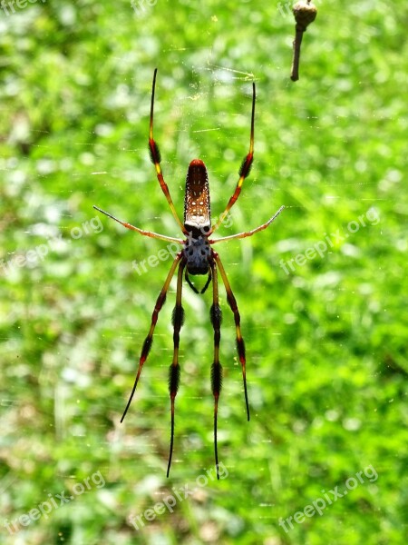 Silk Spider Silk Spider Bugs Insects