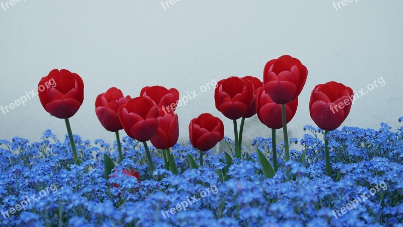 Tulips Forget Me Not Flowers Free Photos