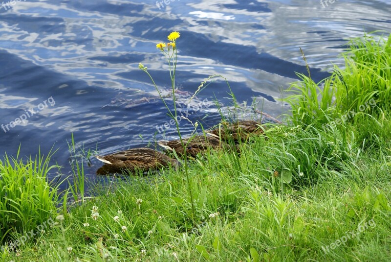 Ducks Drinking Water Pond Cove