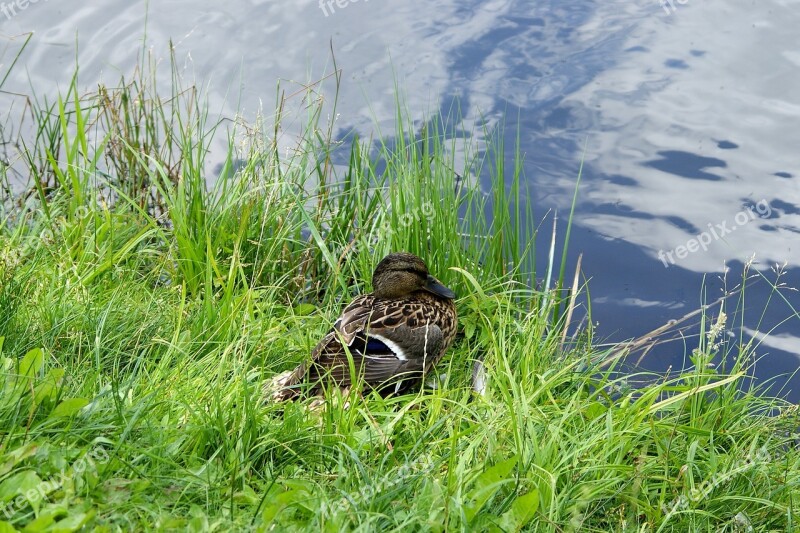 Duck Sit Down Stay Brooding Eggs