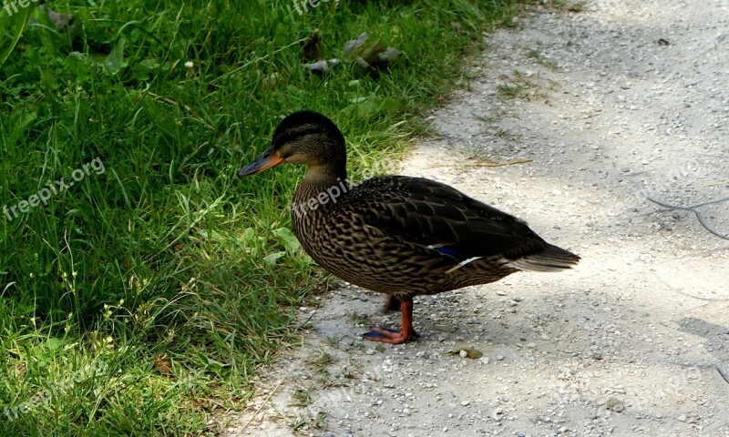 Duck Grass Nature Bird Cove