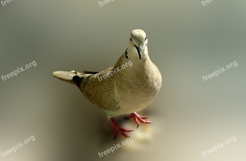 Dove Bird Poses Pose Messenger