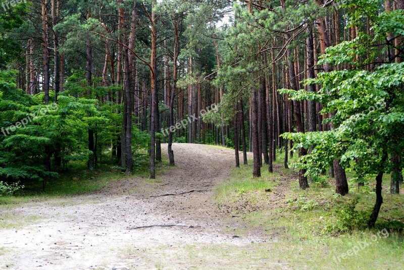 Forest Tree Nature View Summer